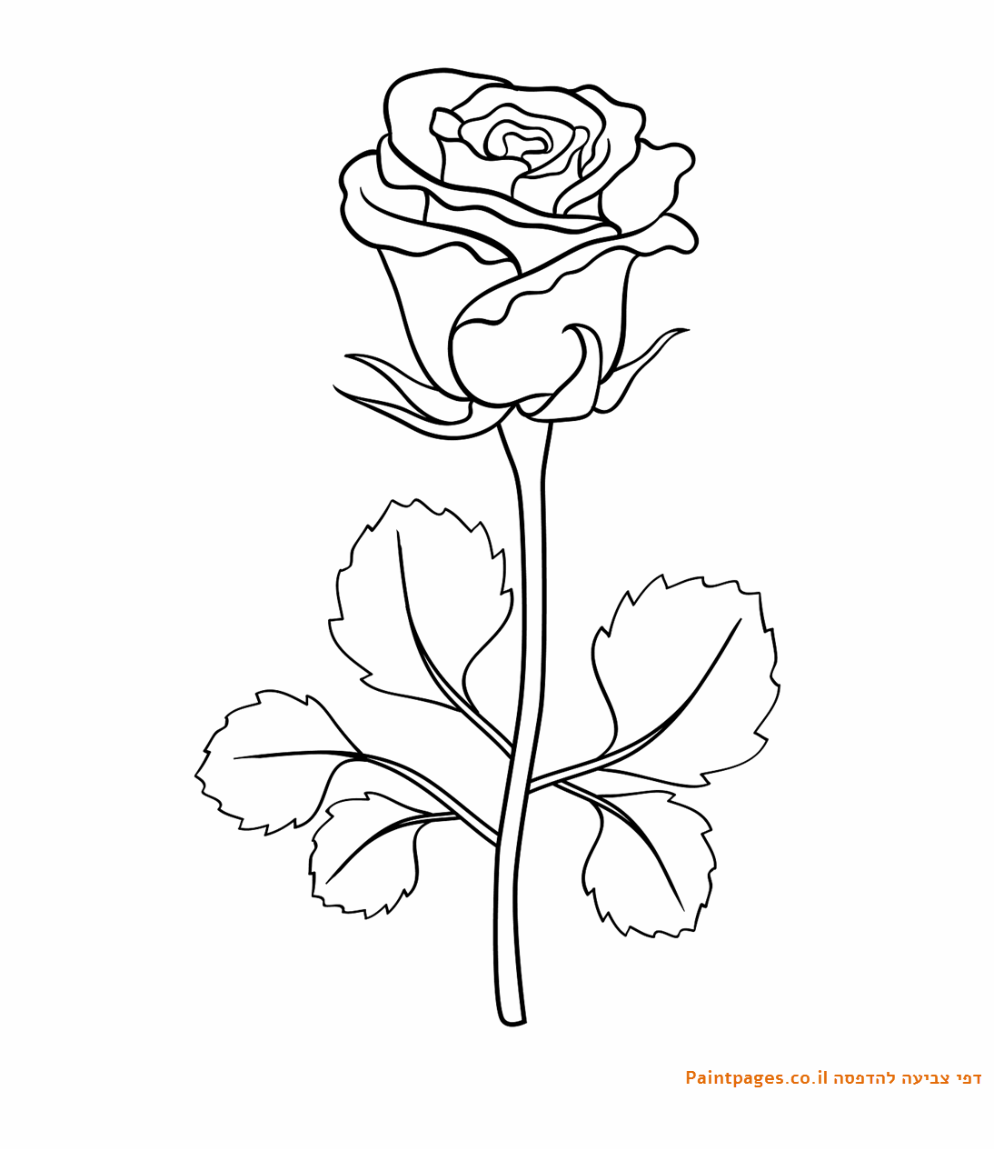 דף צביעה ורד