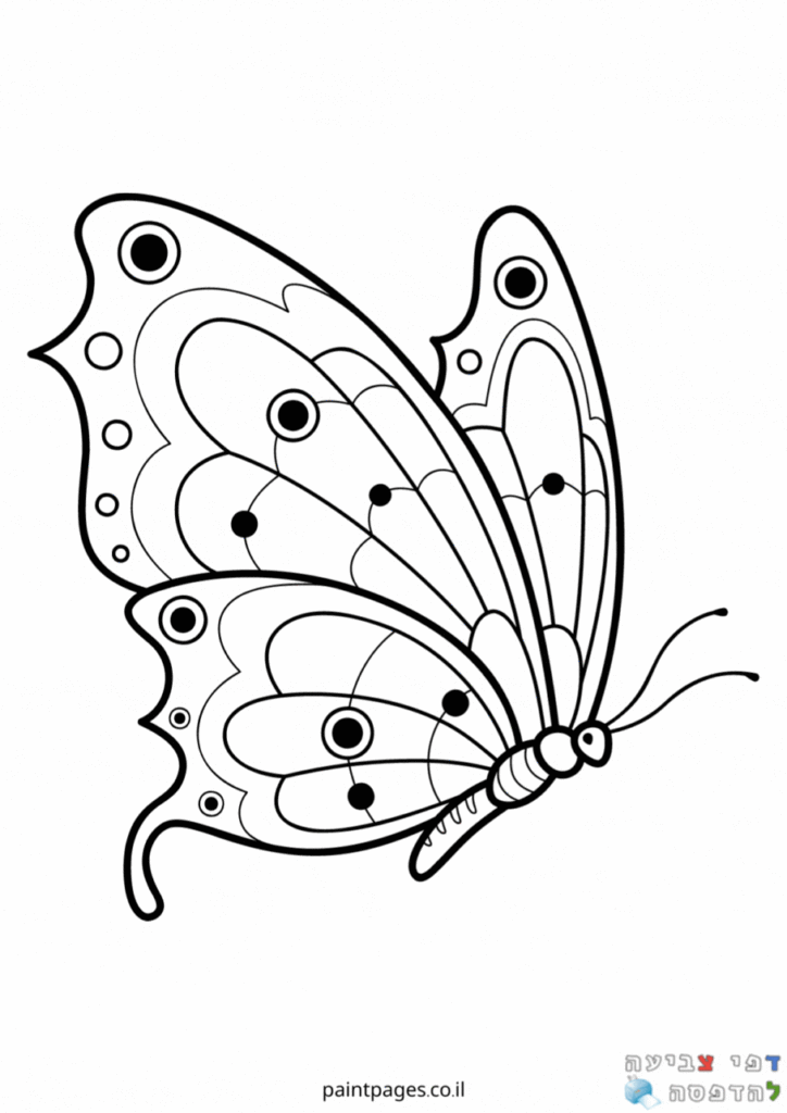 פרפרים לצביעה 🦋 דפי צביעה להדפסה