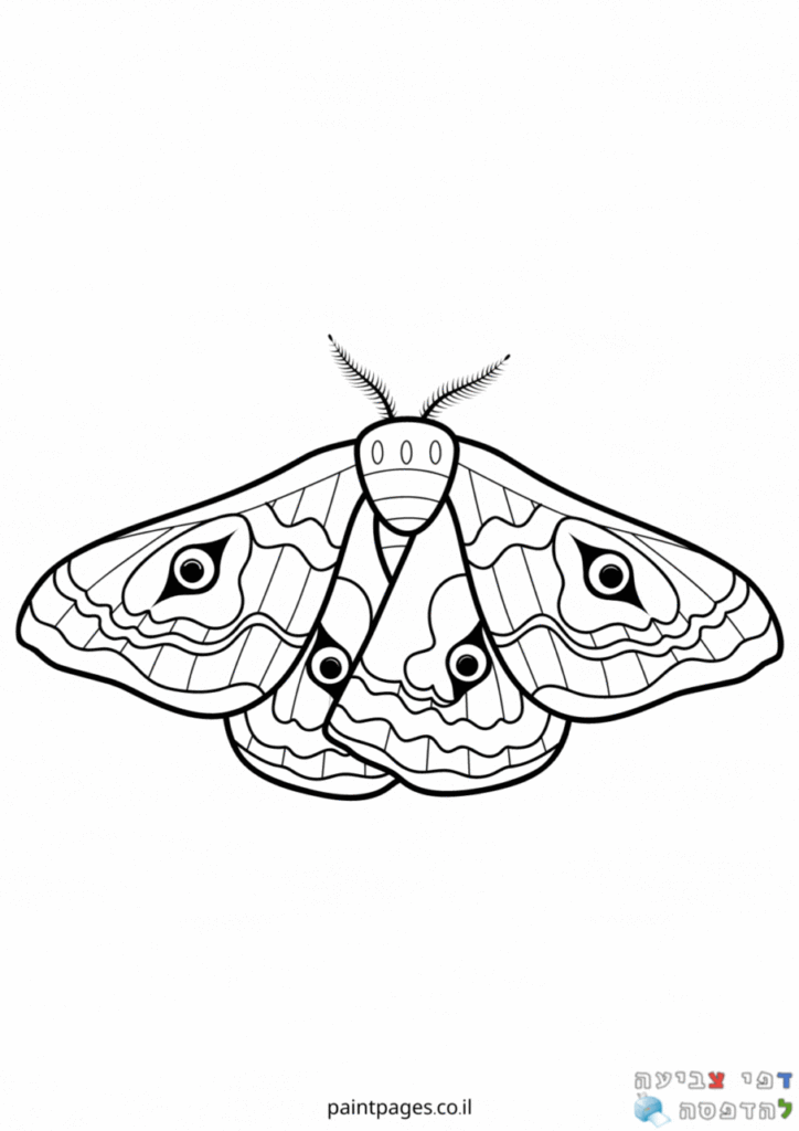 פרפרים לצביעה 🦋 דפי צביעה להדפסה