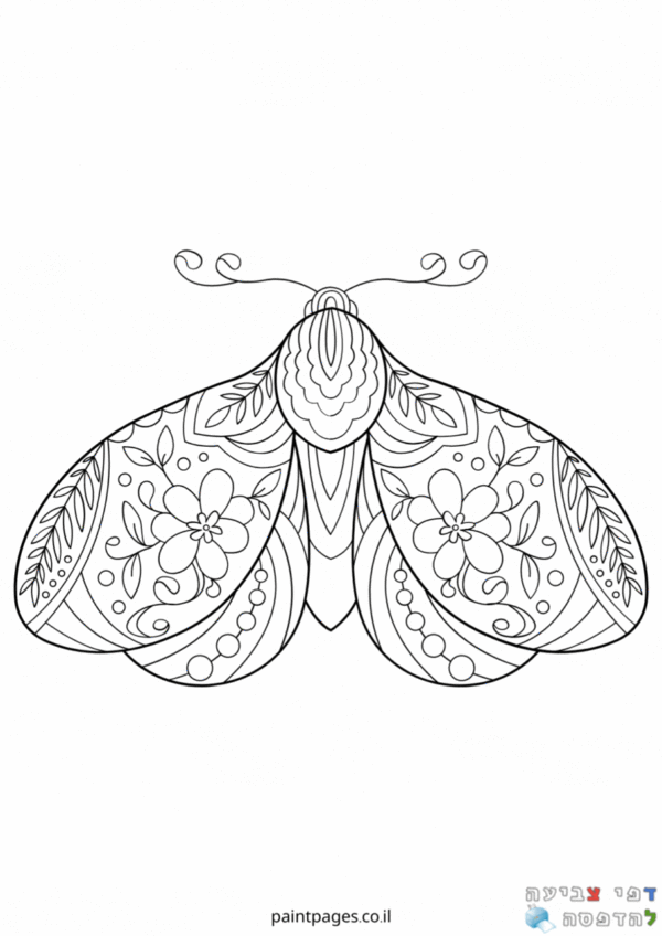 פרפרים לצביעה 🦋 דפי צביעה להדפסה