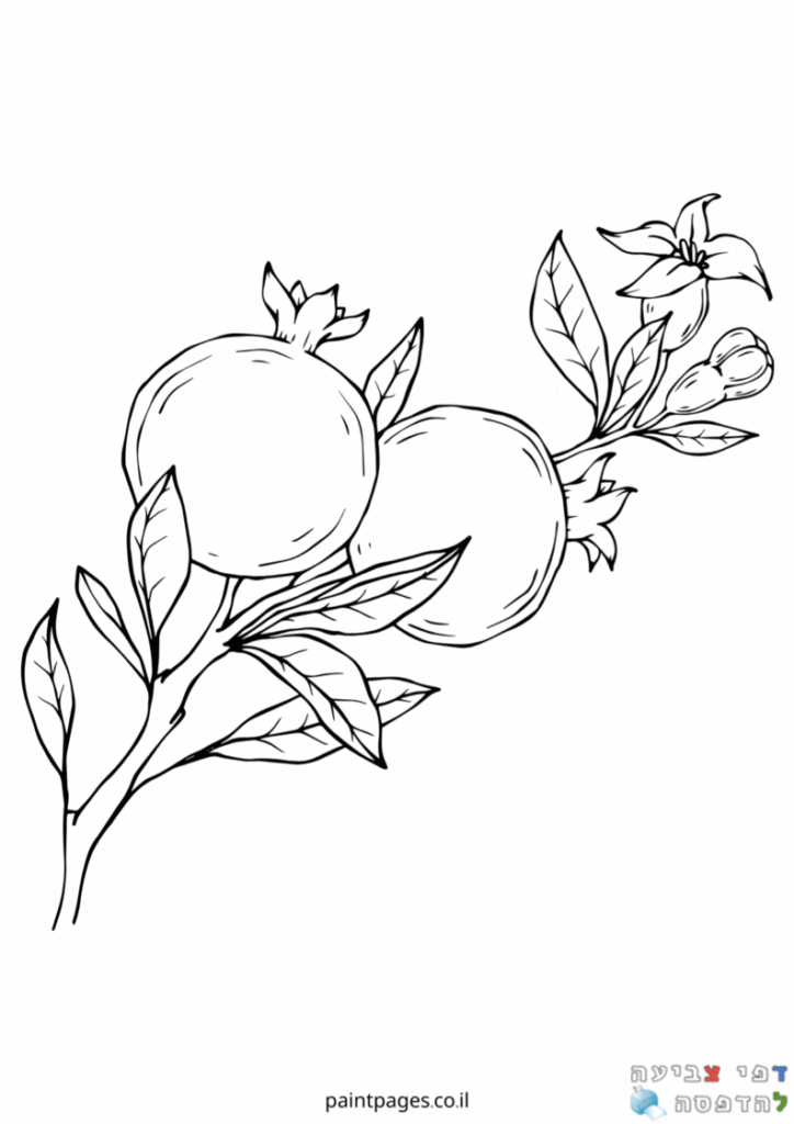 ענף עם רימונים לצביעה